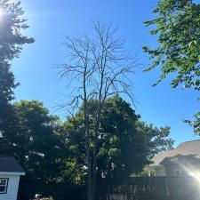 Dead-Ash-Tree-removals-and-pruning-in-Easton-MD 3